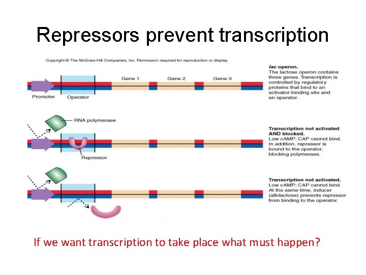 Repressors prevent transcription If we want transcription to take place what must happen? 