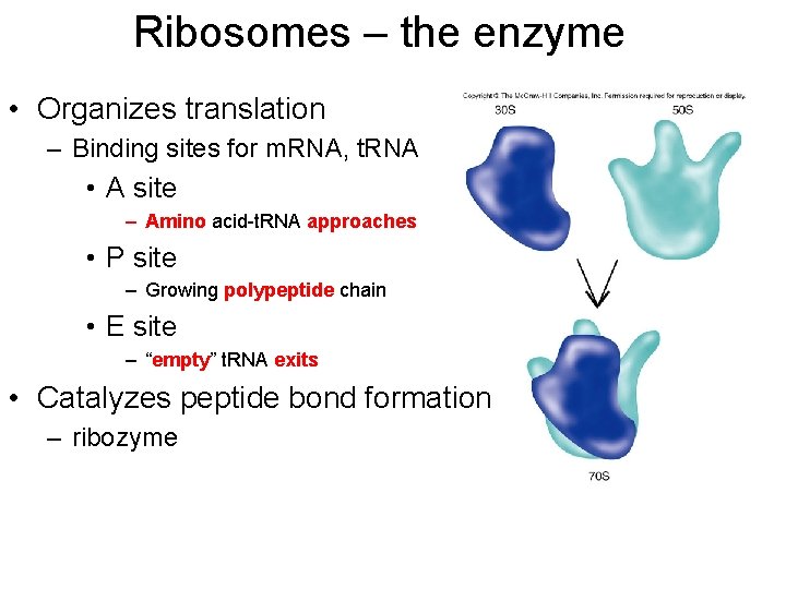 Ribosomes – the enzyme • Organizes translation – Binding sites for m. RNA, t.