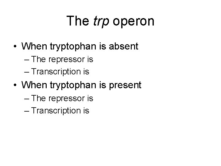 The trp operon • When tryptophan is absent – The repressor is – Transcription