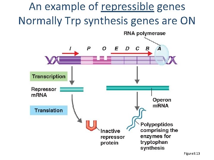 An example of repressible genes Normally Trp synthesis genes are ON Figure 8. 13