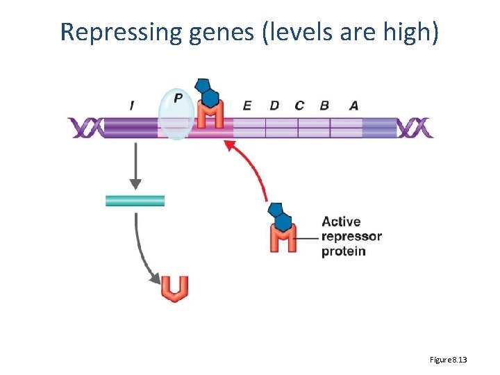 Repressing genes (levels are high) Figure 8. 13 