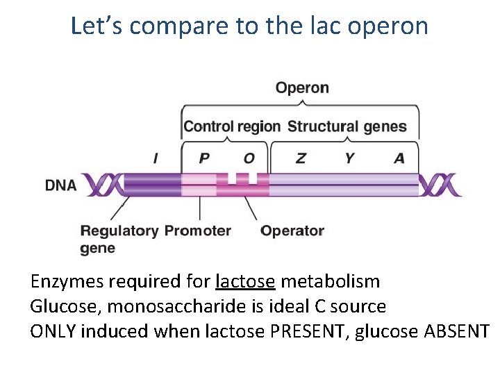 Let’s compare to the lac operon Enzymes required for lactose metabolism Glucose, monosaccharide is