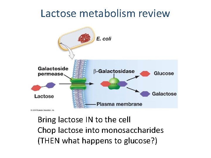 Lactose metabolism review Bring lactose IN to the cell Chop lactose into monosaccharides (THEN