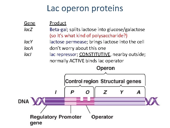 Lac operon proteins Gene lac. Z lac. Y lac. A lac. I Product Beta-gal;