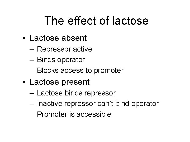 The effect of lactose • Lactose absent – Repressor active – Binds operator –