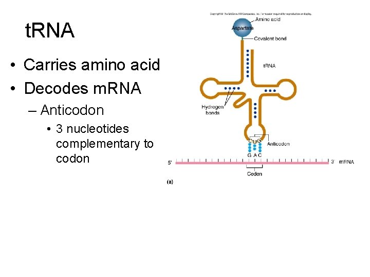 t. RNA • Carries amino acid • Decodes m. RNA – Anticodon • 3