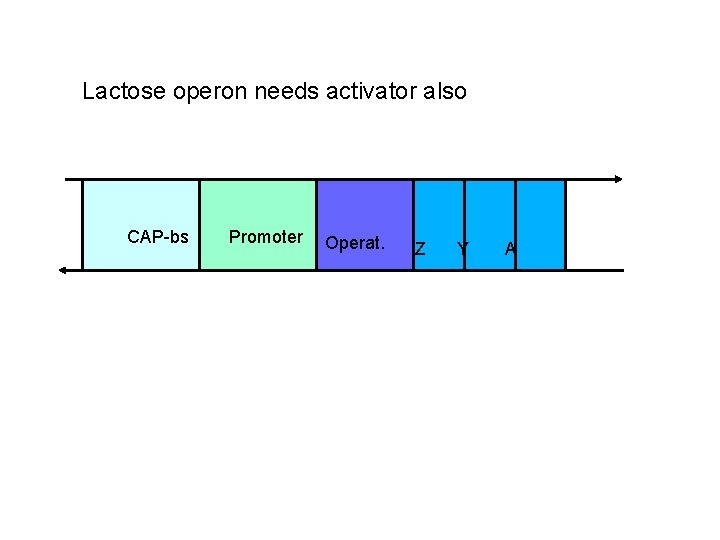 Lactose operon needs activator also CAP-bs Promoter Operat. Z Y A 