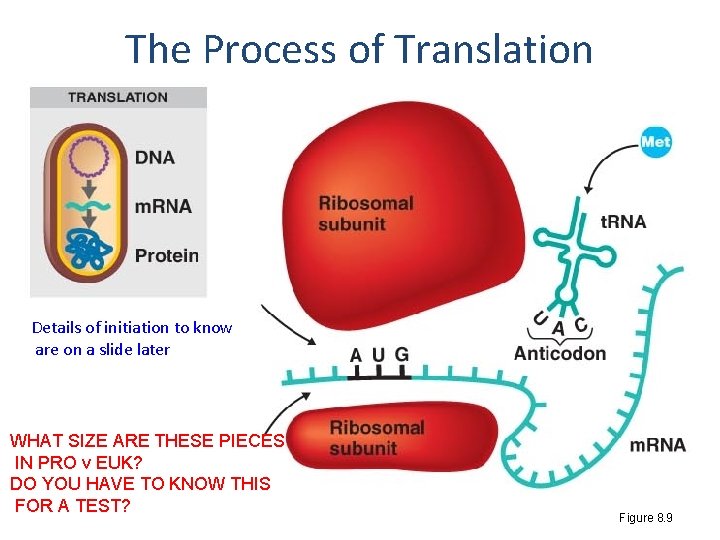 The Process of Translation Details of initiation to know are on a slide later