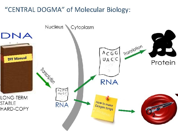 “CENTRAL DOGMA” of Molecular Biology: DIY Manual How to Oxyg make en to ngs