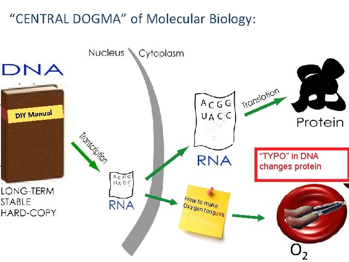 “CENTRAL DOGMA” of Molecular Biology: DIY Manual “TYPO” in DNA changes protein How to