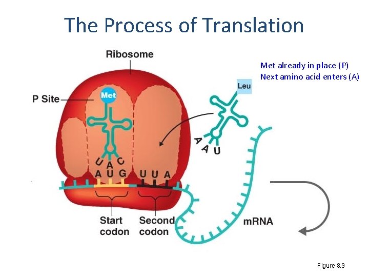 The Process of Translation Met already in place (P) Next amino acid enters (A)