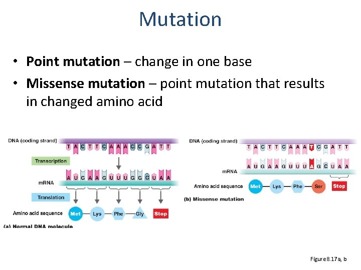 Mutation • Point mutation – change in one base • Missense mutation – point