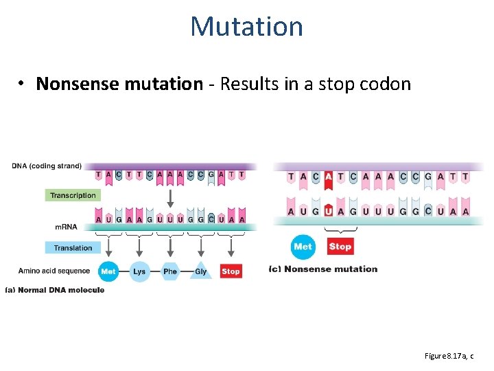 Mutation • Nonsense mutation - Results in a stop codon Figure 8. 17 a,