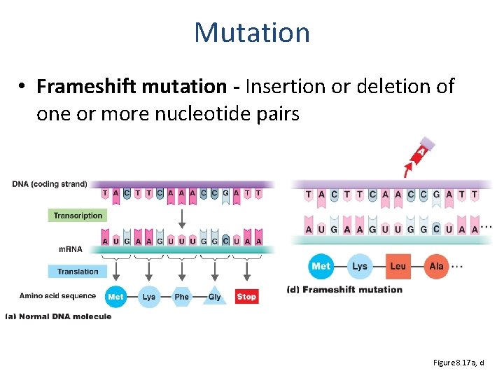 Mutation • Frameshift mutation - Insertion or deletion of one or more nucleotide pairs