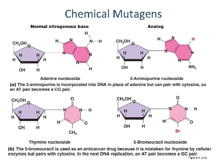 Chemical Mutagens Figure 8. 19 a 