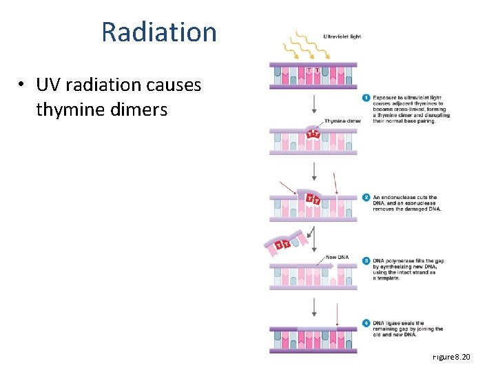 Radiation • UV radiation causes thymine dimers Figure 8. 20 