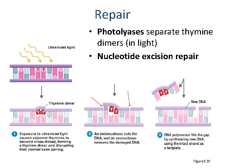 Repair • Photolyases separate thymine dimers (in light) • Nucleotide excision repair Figure 8.