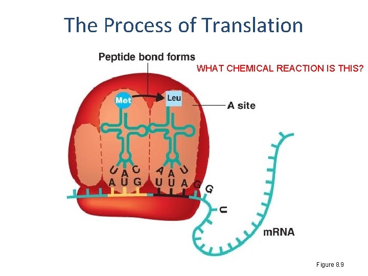 The Process of Translation WHAT CHEMICAL REACTION IS THIS? Figure 8. 9 