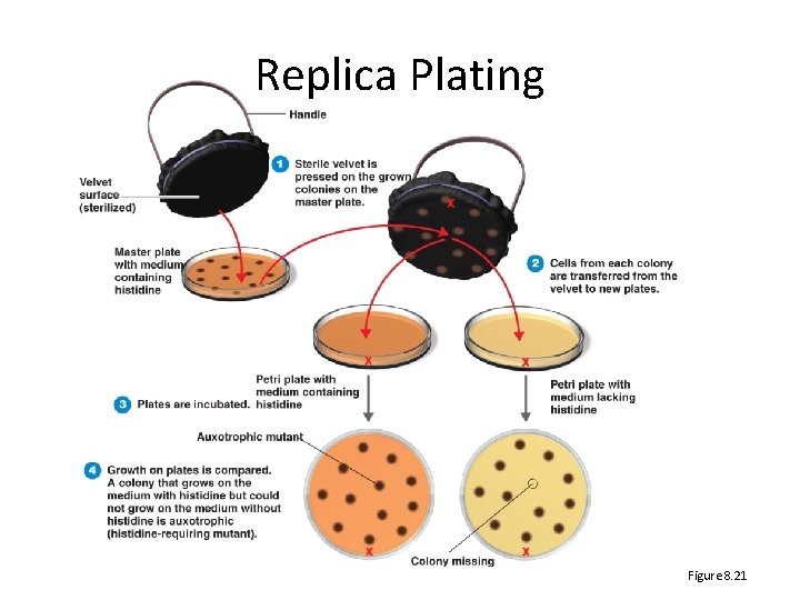 Replica Plating Figure 8. 21 