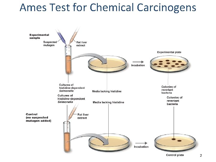 Ames Test for Chemical Carcinogens Figure 8. 22 
