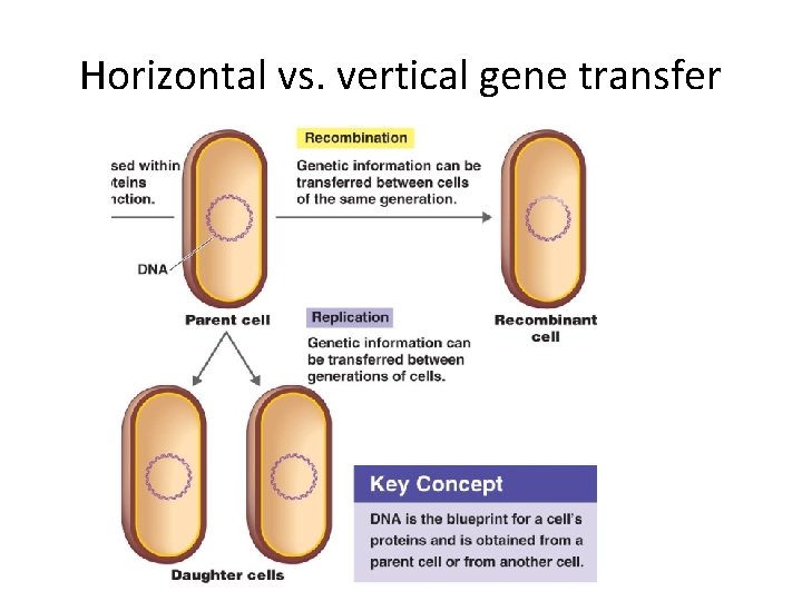 Horizontal vs. vertical gene transfer 