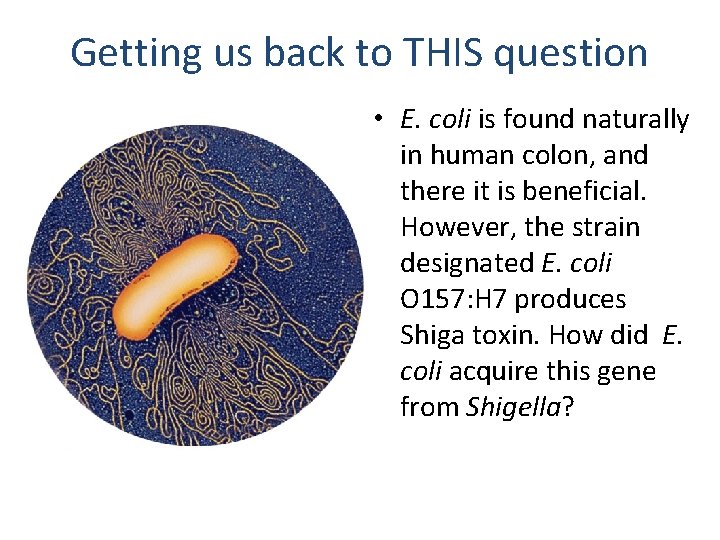 Getting us back to THIS question • E. coli is found naturally in human