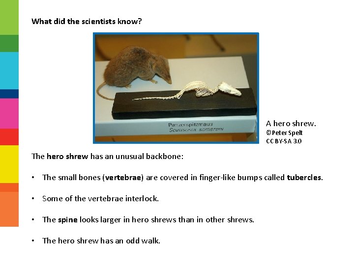 What did the scientists know? A hero shrew. ©Peter Spelt CC BY-SA 3. 0