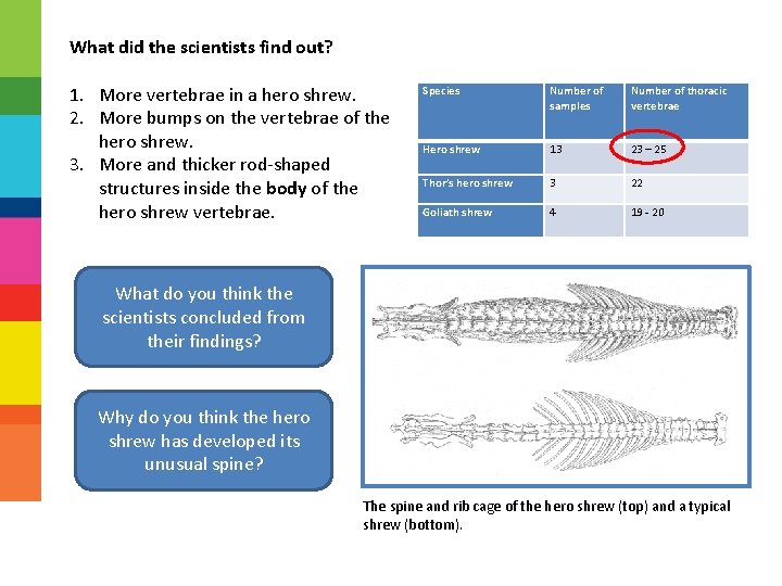 What did the scientists find out? 1. More vertebrae in a hero shrew. 2.
