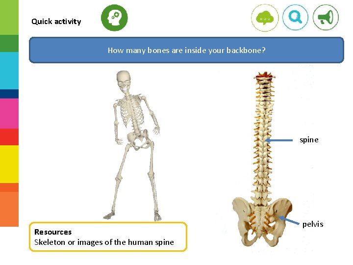 Quick activity How many bones are inside your backbone? spine Resources Skeleton or images