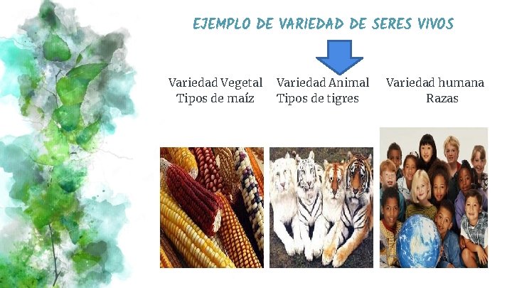 EJEMPLO DE VARIEDAD DE SERES VIVOS Variedad Vegetal Tipos de maíz Variedad Animal Tipos