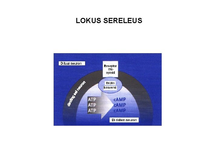 LOKUS SERELEUS 