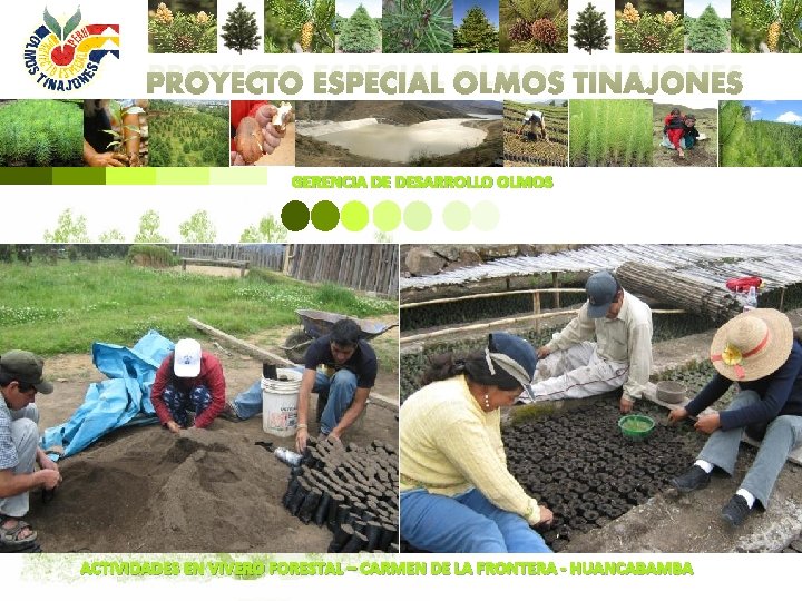 PROYECTO ESPECIAL OLMOS TINAJONES GERENCIA DE DESARROLLO OLMOS ACTIVIDADES EN VIVERO FORESTAL – CARMEN