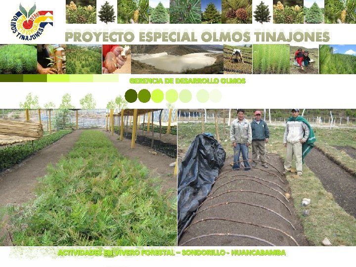 PROYECTO ESPECIAL OLMOS TINAJONES GERENCIA DE DESARROLLO OLMOS ACTIVIDADES EN VIVERO FORESTAL – SONDORILLO