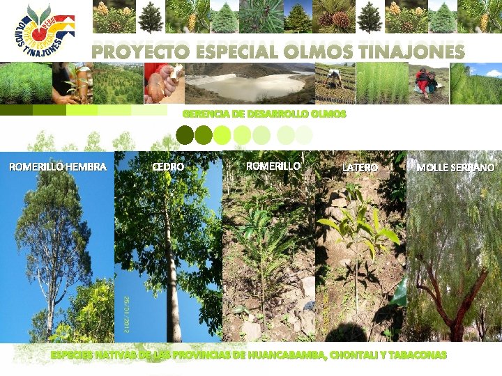 PROYECTO ESPECIAL OLMOS TINAJONES GERENCIA DE DESARROLLO OLMOS ROMERILLO HEMBRA CEDRO ROMERILLO LATERO MOLLE