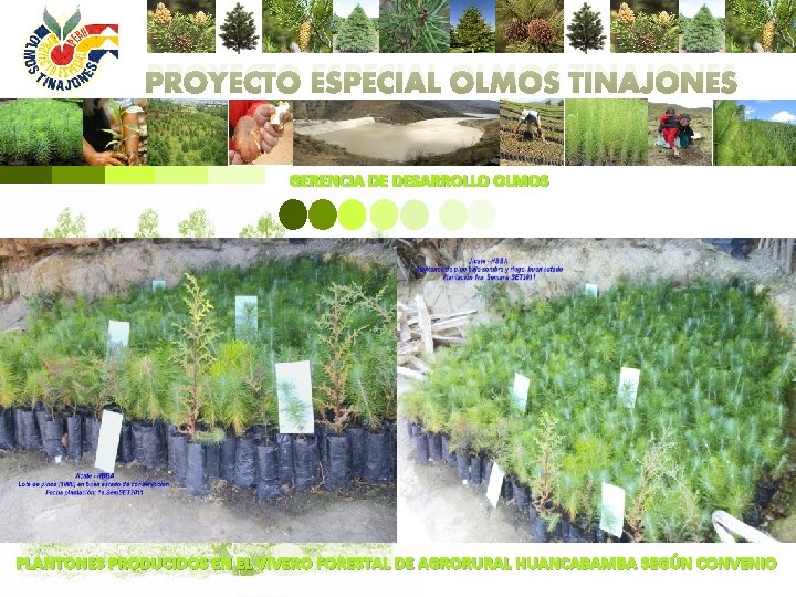 PROYECTO ESPECIAL OLMOS TINAJONES GERENCIA DE DESARROLLO OLMOS PLANTONES PRODUCIDOS EN EL VIVERO FORESTAL