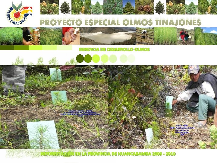 PROYECTO ESPECIAL OLMOS TINAJONES GERENCIA DE DESARROLLO OLMOS REFORESTACIÓN EN LA PROVINCIA DE HUANCABAMBA