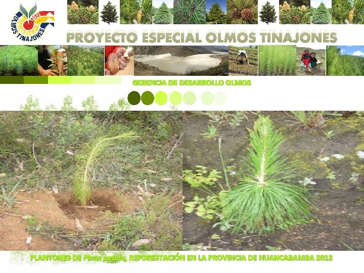 PROYECTO ESPECIAL OLMOS TINAJONES GERENCIA DE DESARROLLO OLMOS PLANTONES DE Pinus patula, REFORESTACIÓN EN