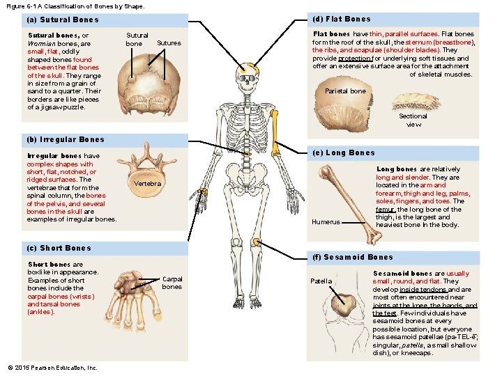 Figure 6 -1 A Classification of Bones by Shape. (d) Flat Bones (a) Sutural