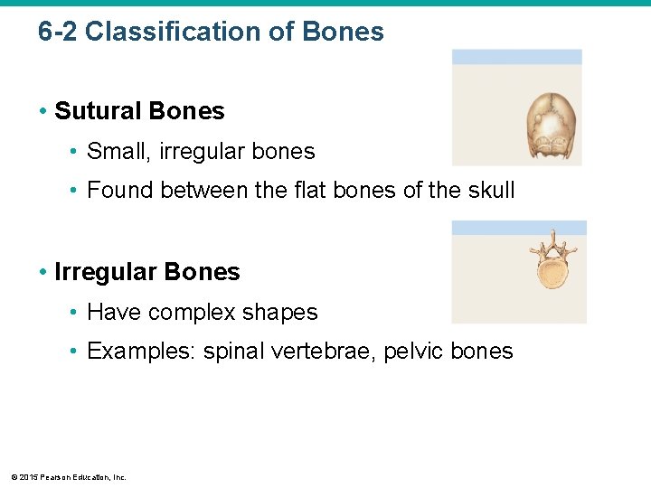 6 -2 Classification of Bones • Sutural Bones • Small, irregular bones • Found