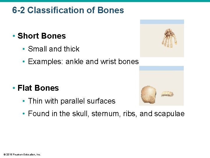 6 -2 Classification of Bones • Short Bones • Small and thick • Examples: