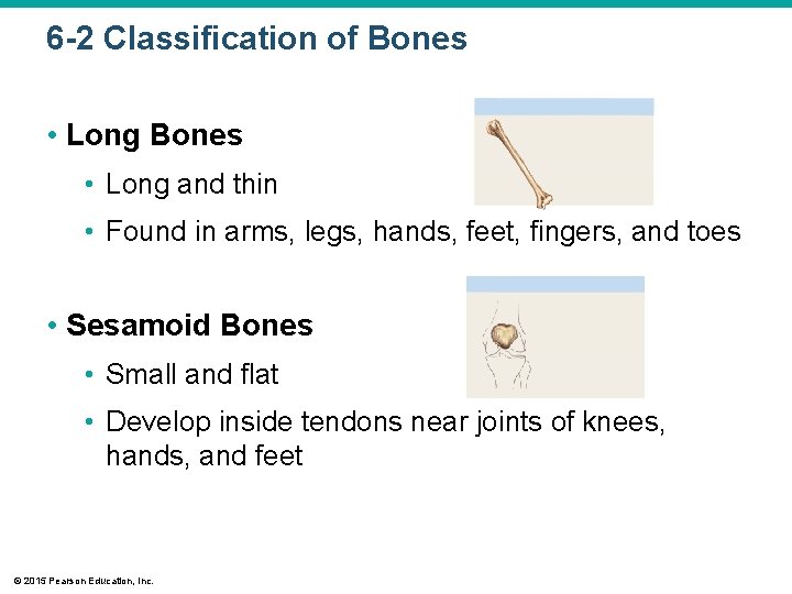 6 -2 Classification of Bones • Long and thin • Found in arms, legs,