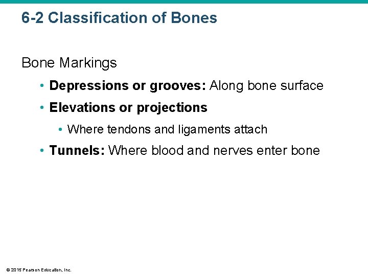 6 -2 Classification of Bones Bone Markings • Depressions or grooves: Along bone surface
