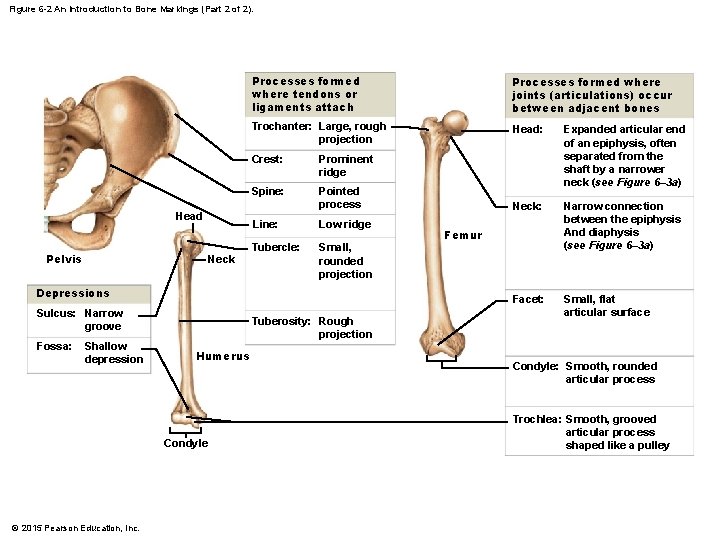 Figure 6 -2 An Introduction to Bone Markings (Part 2 of 2). Head Pelvis