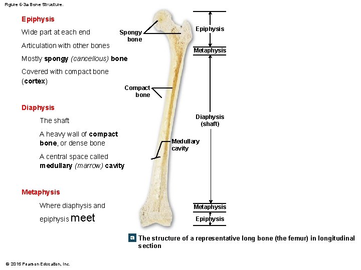 Figure 6 -3 a Bone Structure. Epiphysis Wide part at each end Articulation with