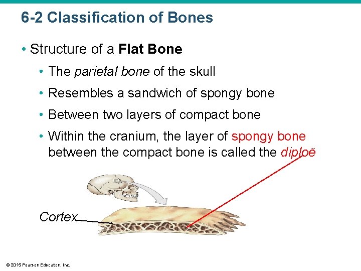 6 -2 Classification of Bones • Structure of a Flat Bone • The parietal