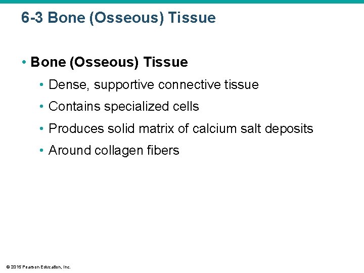 6 -3 Bone (Osseous) Tissue • Dense, supportive connective tissue • Contains specialized cells