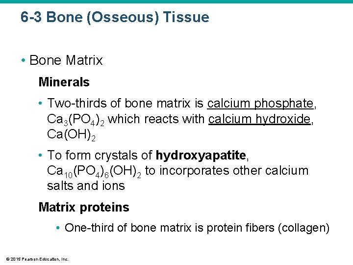 6 -3 Bone (Osseous) Tissue • Bone Matrix Minerals • Two-thirds of bone matrix