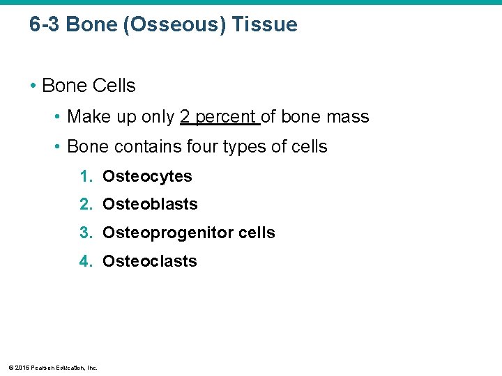 6 -3 Bone (Osseous) Tissue • Bone Cells • Make up only 2 percent