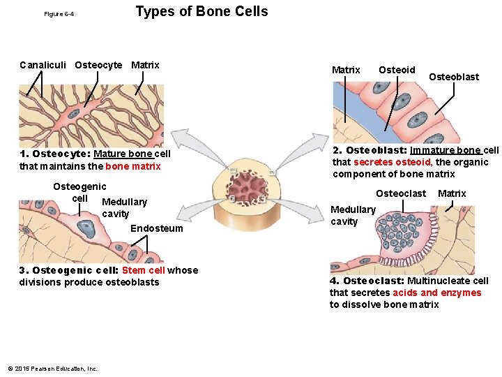 Types of Bone Cells Figure 6 -4 Canaliculi Osteocyte Matrix 1. Osteocyte: Mature bone