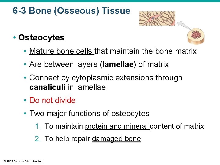 6 -3 Bone (Osseous) Tissue • Osteocytes • Mature bone cells that maintain the